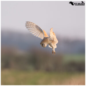 Barn Owl