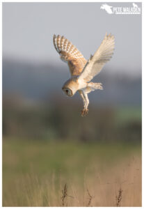 Barn Owl