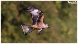 Red Kite