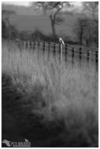 Barn Owl