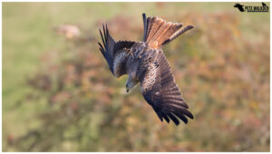 Red Kite