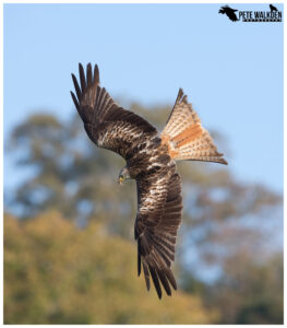 Red Kite