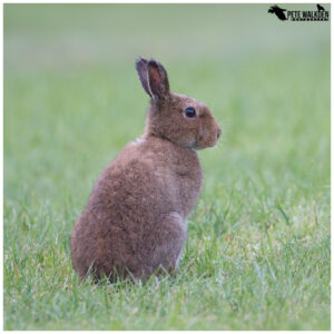 Irish Hare