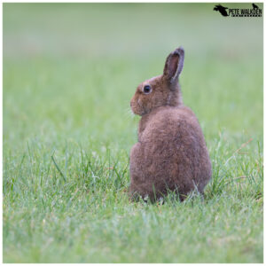 Irish Hare