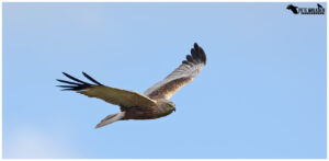 Marsh Harrier