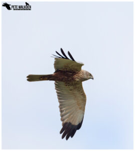 Marsh Harrier