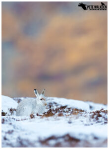 Mountain Hare