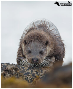 Otter over rocks