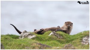 Otter grooming on grass
