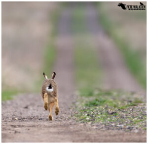 Brown Hare