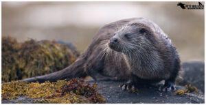 Female otter