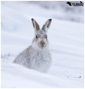 Mountain Hare