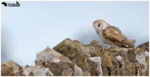 Barn Owl