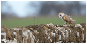 Barn Owl