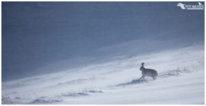 Mountain Hare