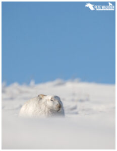 Mountain Hare