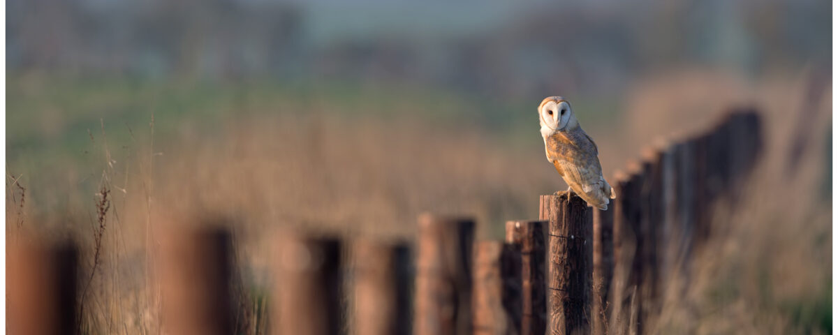 Barn Owl