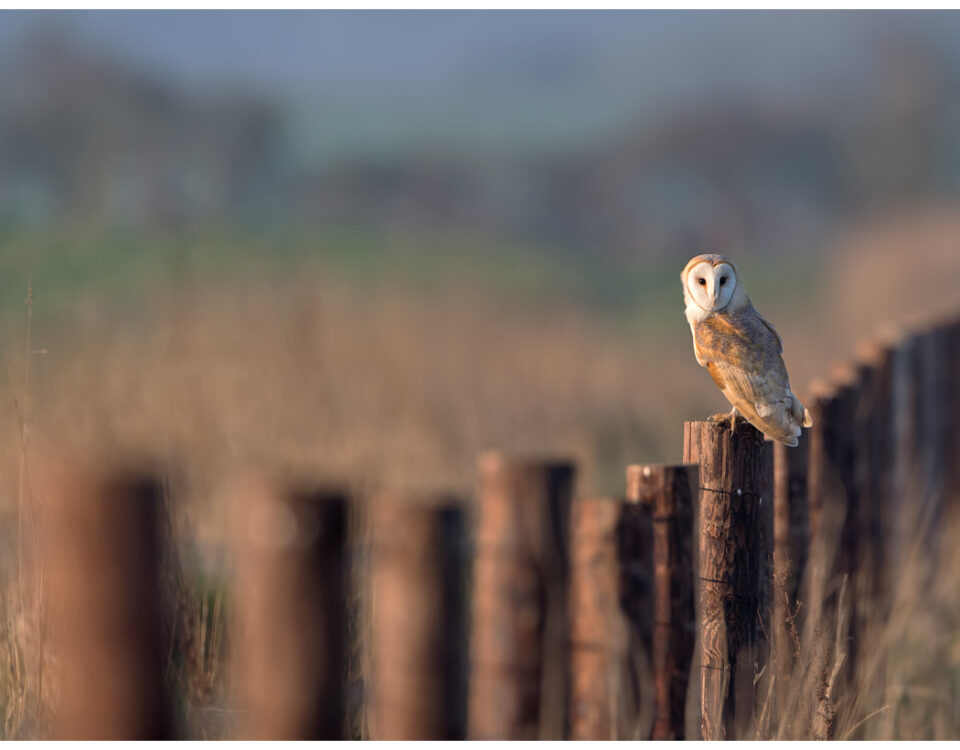 Barn Owl