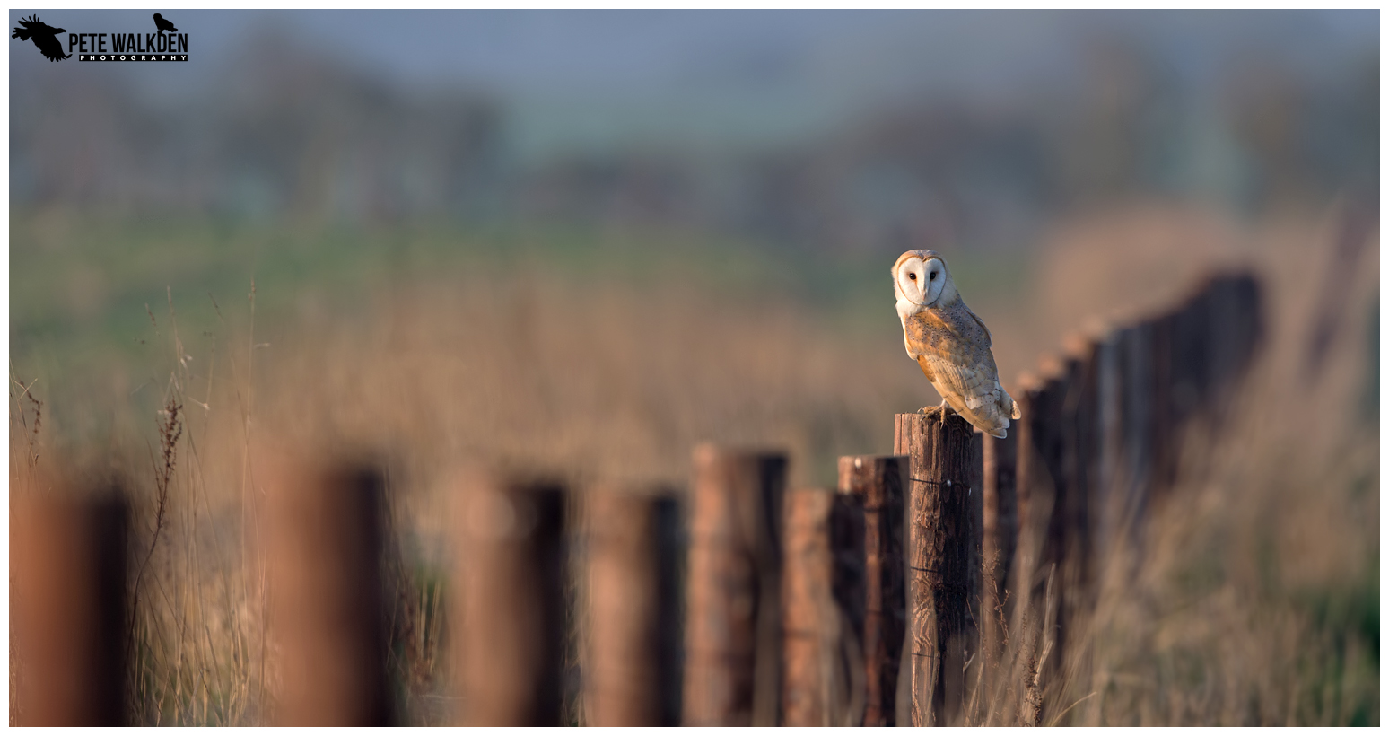 Barn Owl