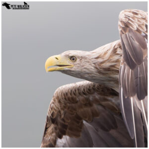 White-Tailed Eagle