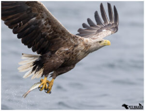 White-Tailed Eagle