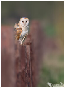 Barn Owl