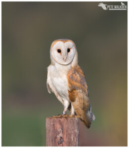 Barn Owl