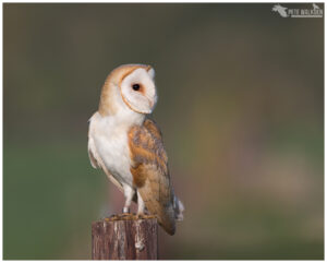 Barn Owl