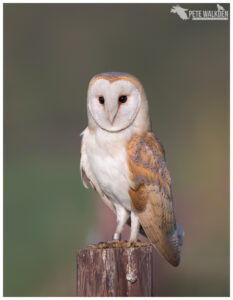 Barn Owl