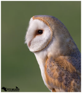 Barn Owl