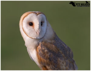 Barn Owl