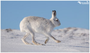 Mountain Hare