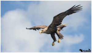 White-Tailed Eagle