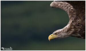 White-Tailed Eagle