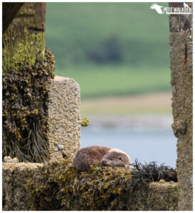 Otter on pier