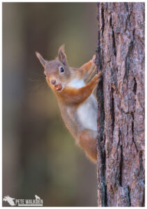 Red Squirrel