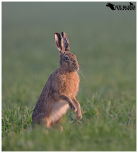 Brown Hare