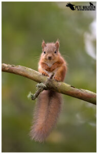 Red Squirrel Kit