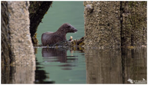 Otter on green water