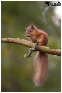 Red Squirrel Kit