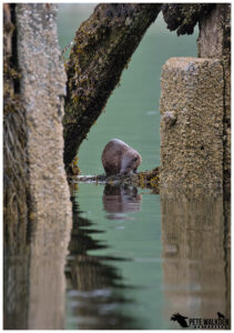 Otter at high tide