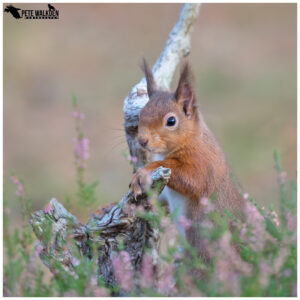 Red Squirrel