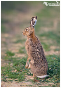 Brown Hare