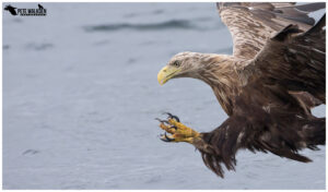 White-Tailed Eagle