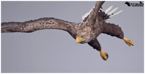 White-Tailed Eagle