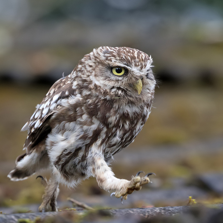 Little Owl Workshop - Pete Walkden Photography Wildlife Hide Days