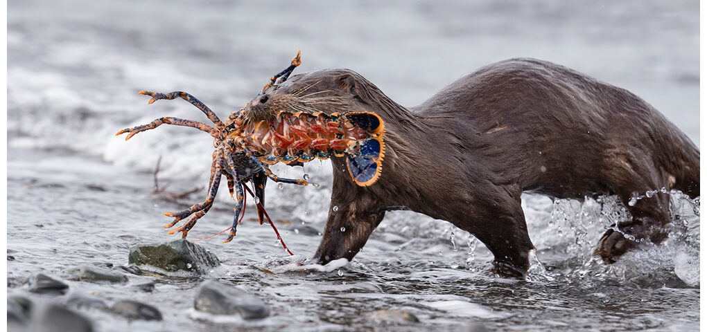 Otter With Lobster