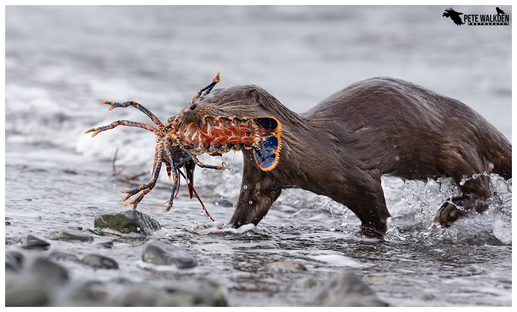 Otter With Lobster