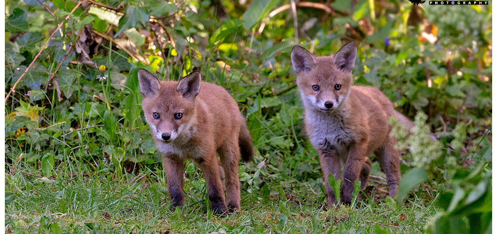 Fox Cubs