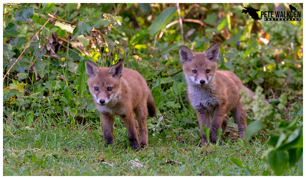 Fox Cubs